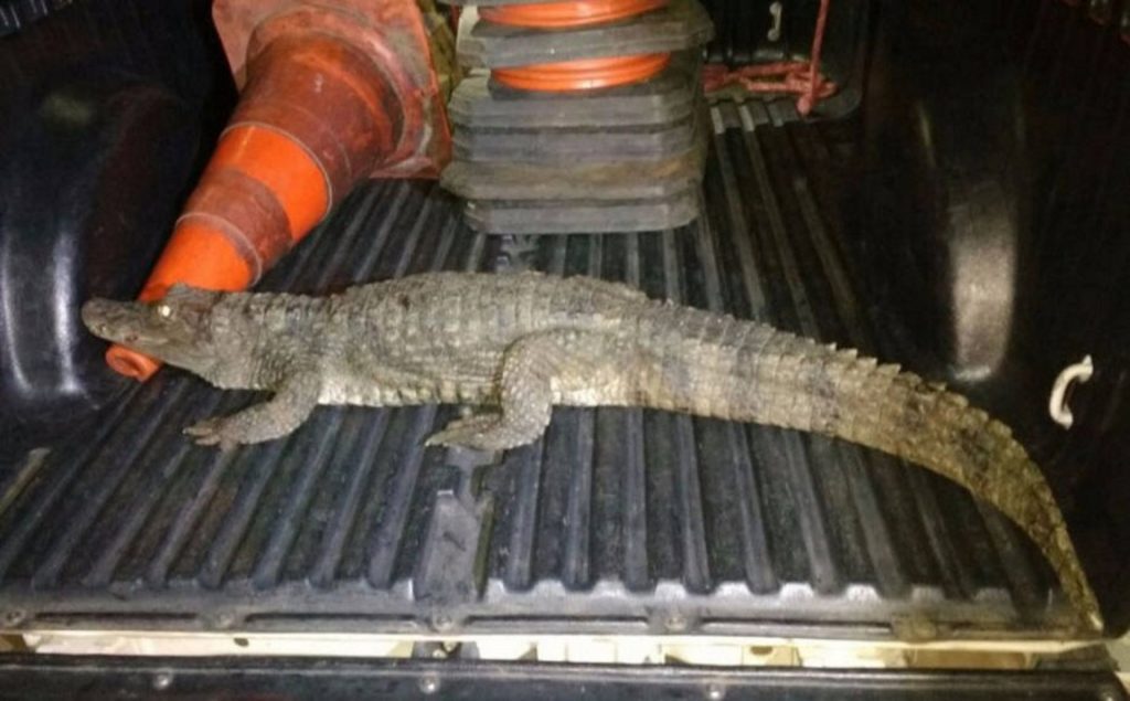 Foto: Divulgação/Guarda Municipal de Americana.