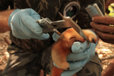 O Cyclopes didactylus sendo medido. Foto: Divulgação.