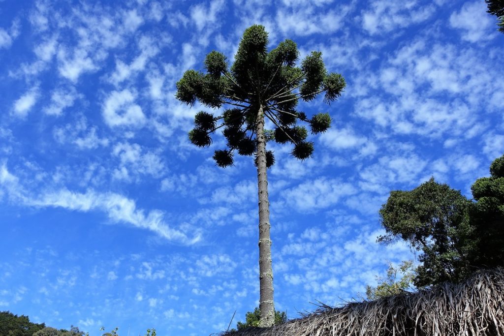 Sobrou muito pouco da Floresta com Araucária. Foto: Mauroguanandi/Flickr.