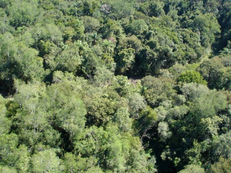 Após anos fechada, a estrada fechada pela mata. Foto: Adilson Borges.