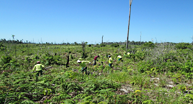 Restauração florestal. Divulgação: Natureza Bela/Corredor Florestal.