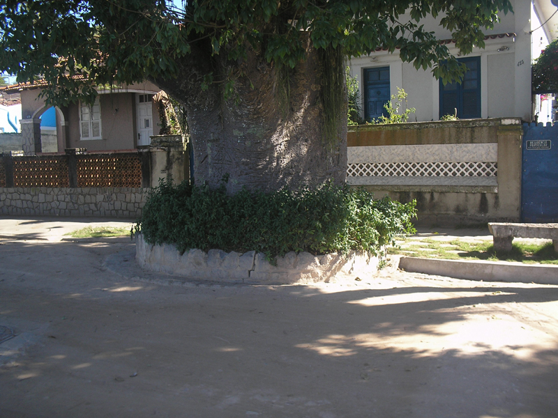 O baobá Maria Gorda, símbolo da ilha, foi trazido à Paquetá pelos primeiros colonizadores. Uma placa convida os turistas a beijar seu tronco. Foto: Felipe Lobo