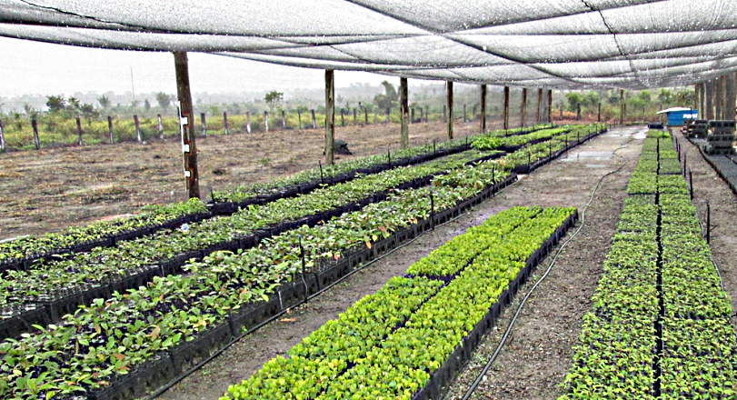 Viveiro florestal com capacidade atual de 200 mil mudas/ano. Divulgação: Natureza Bela/Corredor Florestal.