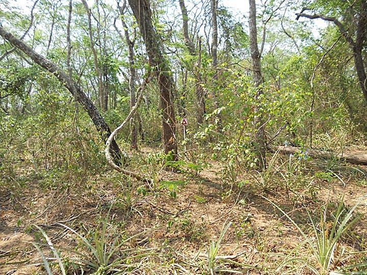 Imagem da vegetação da área antes do incêndio florestal que durou mais de duas semanas. Crédito: Fundação Amigos da Natureza.