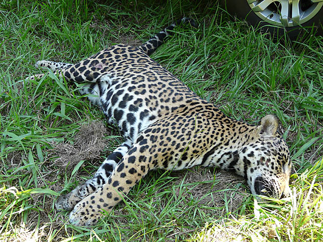 Onça atropelada e morta em 2009, exibida em matéria anterior de ((o))eco. (Foto: Acervo do Parque Nacional de Iguaçu)