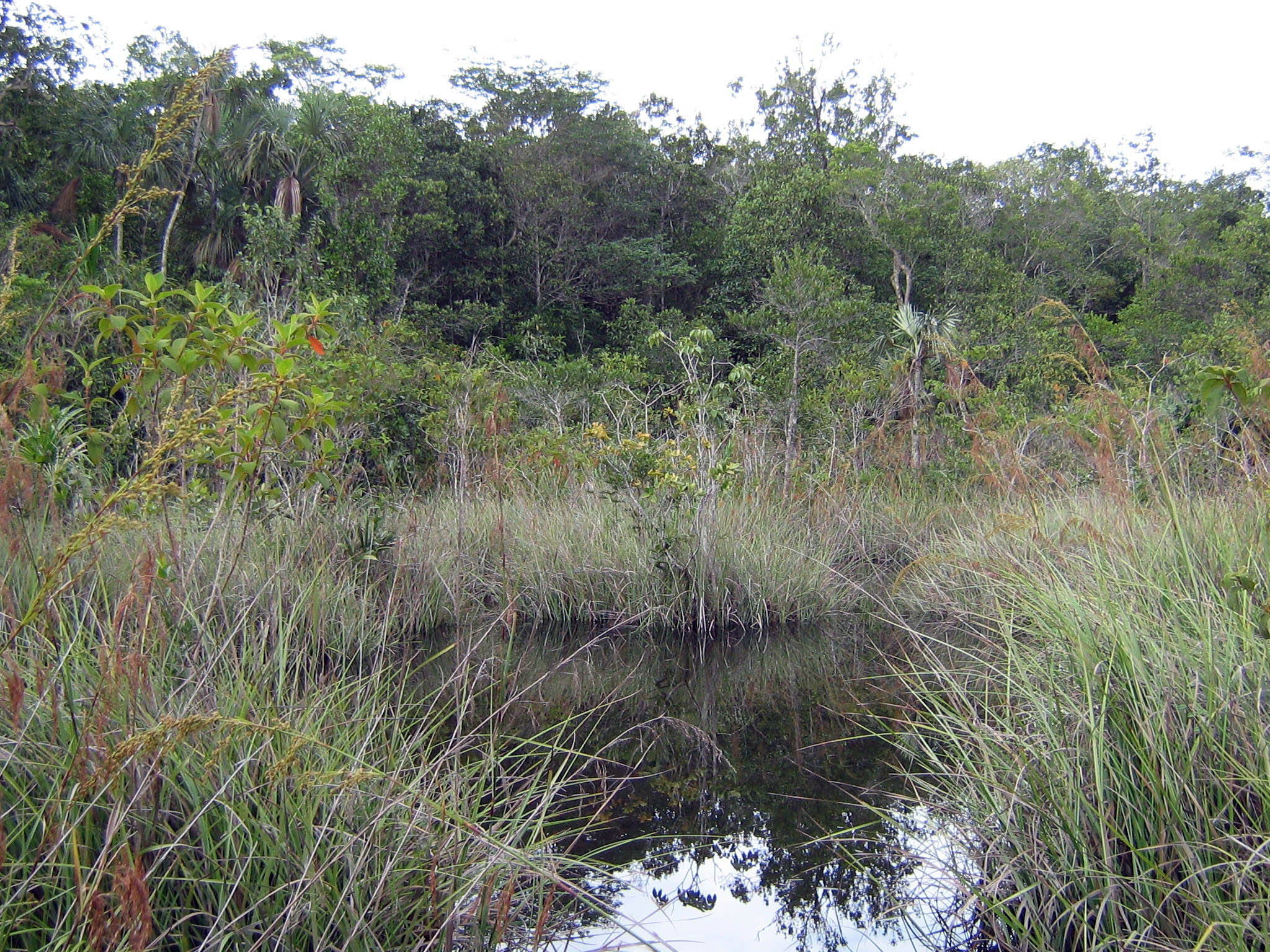 Brejo nas proximidades da usina Jesuíta, onde o tiê bicudo foi encontrado. foto: Carlos Gallardo