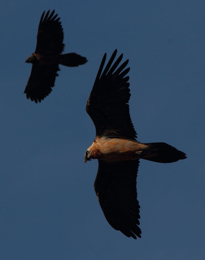 Dois abutres-barbudos Gypaetus barbatus procuram seu almoço no Parque Nacional Ordesa y Monte Perdido, nos Pirineus espanhóis.