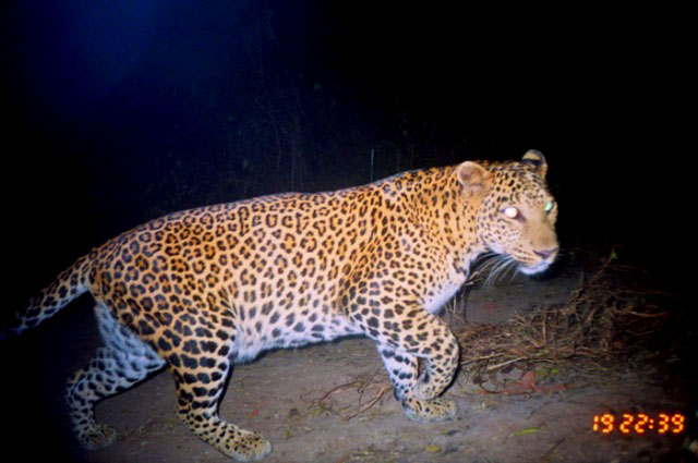Armadilhas fotográficas registram no oeste da Índia leopardos, chacais e hienas durante a noite, nos mesmos locais onde são fotografadas também pessoas de comunidades locais. Fotos: Projeto Waghoba.