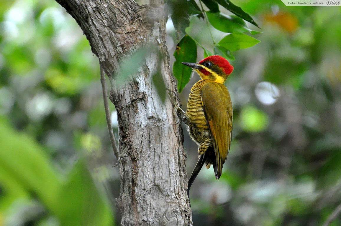 No Pantanal, um Piculus chrysochloros subespécie chrysochloros , uma das nove conhecidas. Foto: Cláudio Timm/Flickr.
