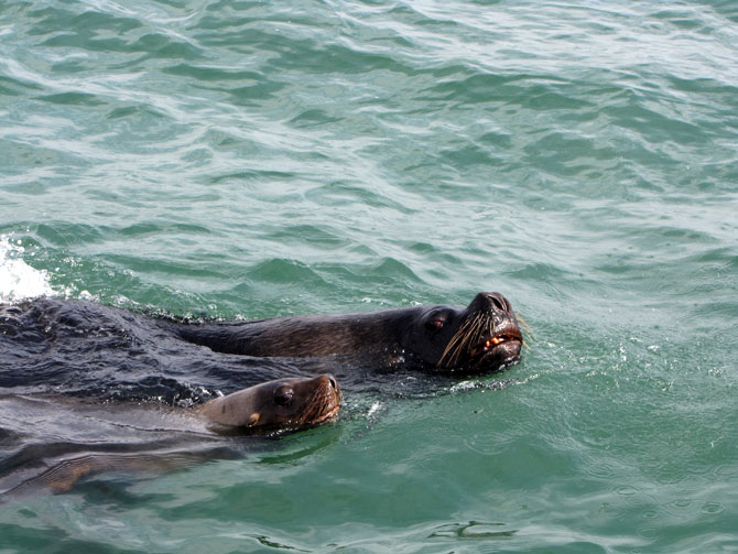 Leões-marinhos migram para o litoram do Rio Grande do Sul a partir de meados de março e ficam até a primavera. Fotos: Rodrigo Machado