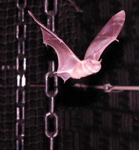 Morcego-marrom (Eptesicus fuscus) voando entre obstáculos. Crédito: James Simmons