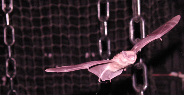 Morcego-marrom (Eptesicus fuscus) voando entre obstáculos. Cabeça, orelhas e feiches de som estão apontados para o caminho aberto à frente. Crédito: cortesia de James Simmons
