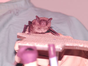 Morcego em uma plataforma, escaneando o ambiente com o sonar para encontrar o alvo. Crédito: cortesia de James Simmons