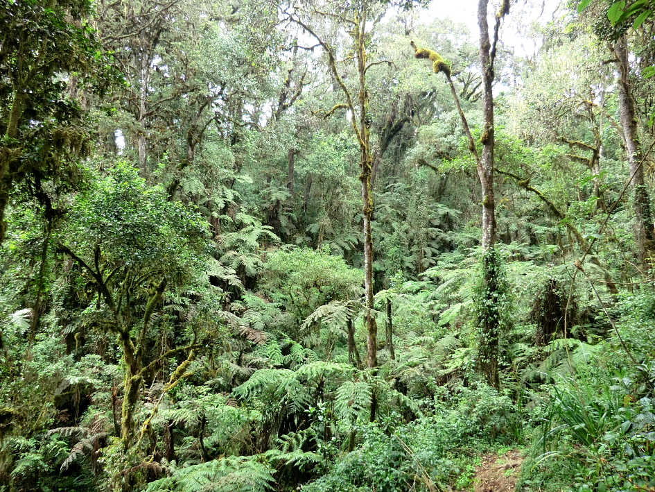 A floresta montana úmida ao longo do primeiro dia de caminhada é rica em samambaiaçus e árvores como podocarpus. Foto: Fabio Olmos