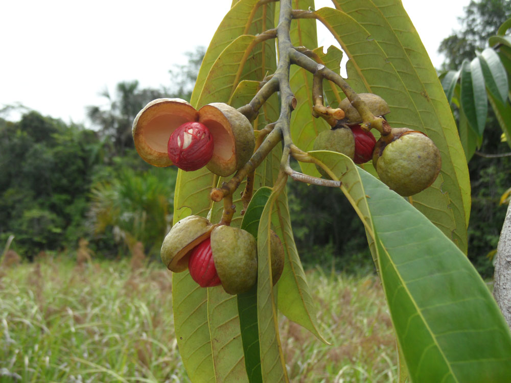 Frutos e sementes de Virola. Crédito foto: Leandro V. Ferreira
