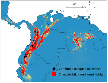 Locais onde a existência do olinguito foi confirmada. Crédito: Divulgação