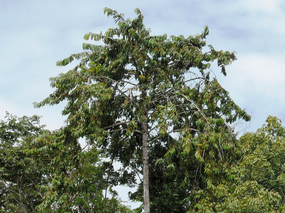 Virola em floração. Crédito foto: Leandro V. Ferreira