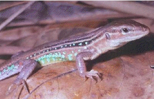 19 espécies de anfíbios, incluindo 2 lagartos, foram extintas localmente com construção de Serra da Mesa (foto: Reuber Brandão)