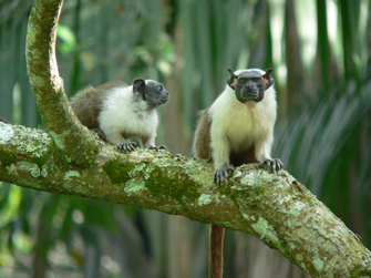 Saguinus bicolor. Fonte: Robson Czaban - Banco de Imagens CPB/ICMBio