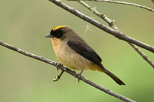 Tiê de topete (Tricothraupis melanops); Foto: Samuel Betkwoski