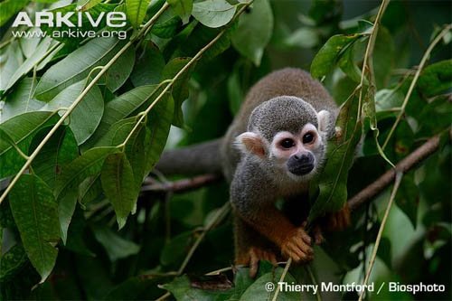 Saimiri caciquiairiensis (Foto: Thierry Montford/Biosphoto)