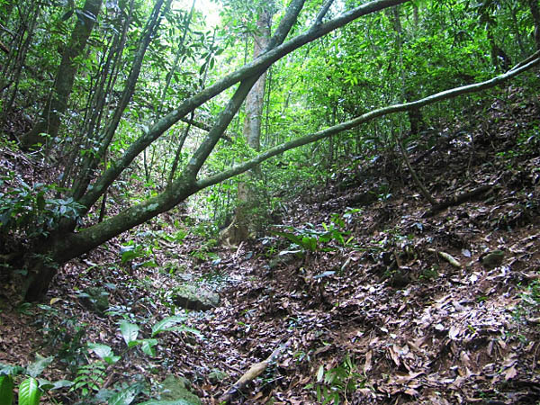 Com o tempo a floresta se projeta sobre os antigos caminhos