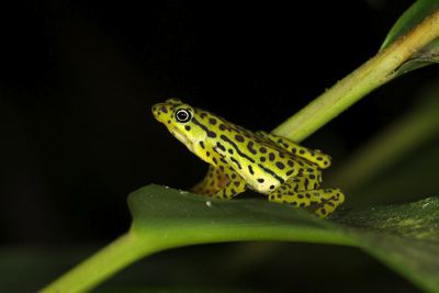 No Equador: Sapo do rio Pescado (Atelopus balios) é considerado como criticamente ameaçado de extinção, segundo a Lista Vermelha da UICN. Foi visto pela última vez em abril de 1995. ©Eduardo Toral-Contreras