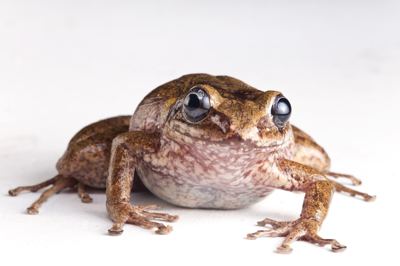 Sapo terrestre La Hotte (Eleutherodactylus glandulifer) – visto pela última vez em 1991.