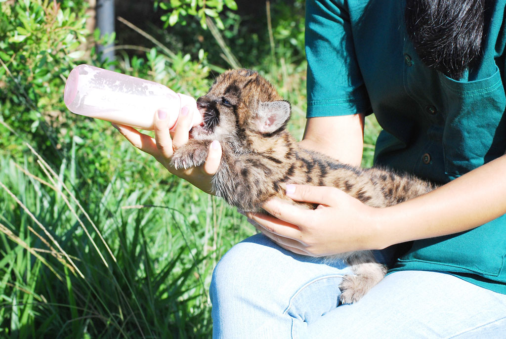 Nino, com cerca de 40 dias, é alimentado pela médica veterinária residente Daniela Akemi.Foto: Aline Grego.