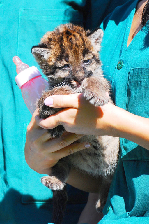 Não ligue para a mamadeira rosa, é um menino. Foto: Aline Grego