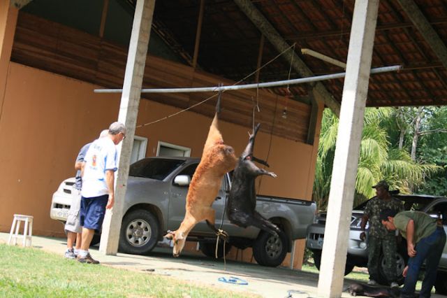 Outros animais também foram abatidos. Na foto, cervo e queixada. (crédito: PMA-MS)