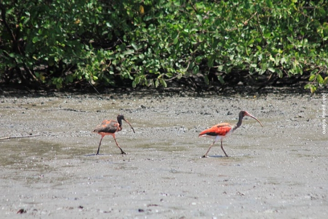 Guará (Eudocimus ruber) na maré baixa da foz do Rio Preguiças em Caburé, Barreirinhas-MA. (foto: João Paulo Sotero)