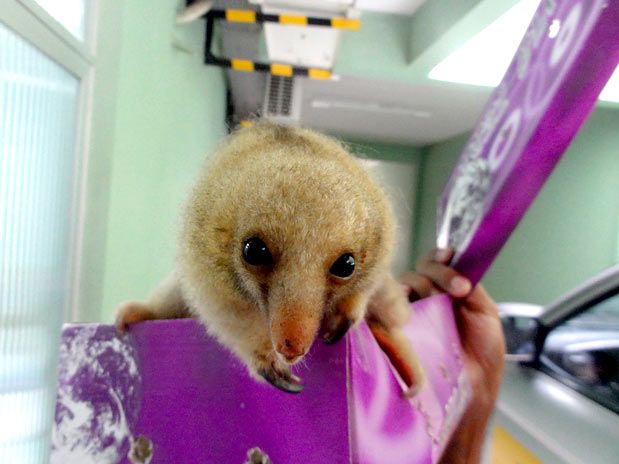 Medindo 15 cm, sem contar a cauda, Tamanduaí cabe em uma caixa de sapato (foto: Nelson Feitosa/Ibama)