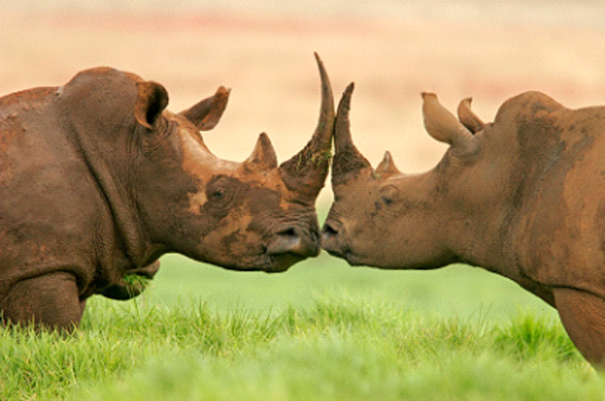 Rinocerontes sulafricanos, em risco por causa de crenças sobre os poderes afrodisíacos do seu chifre. Foto: rhino org