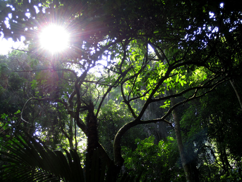 A exuberância da floresta que guarda a trilha.