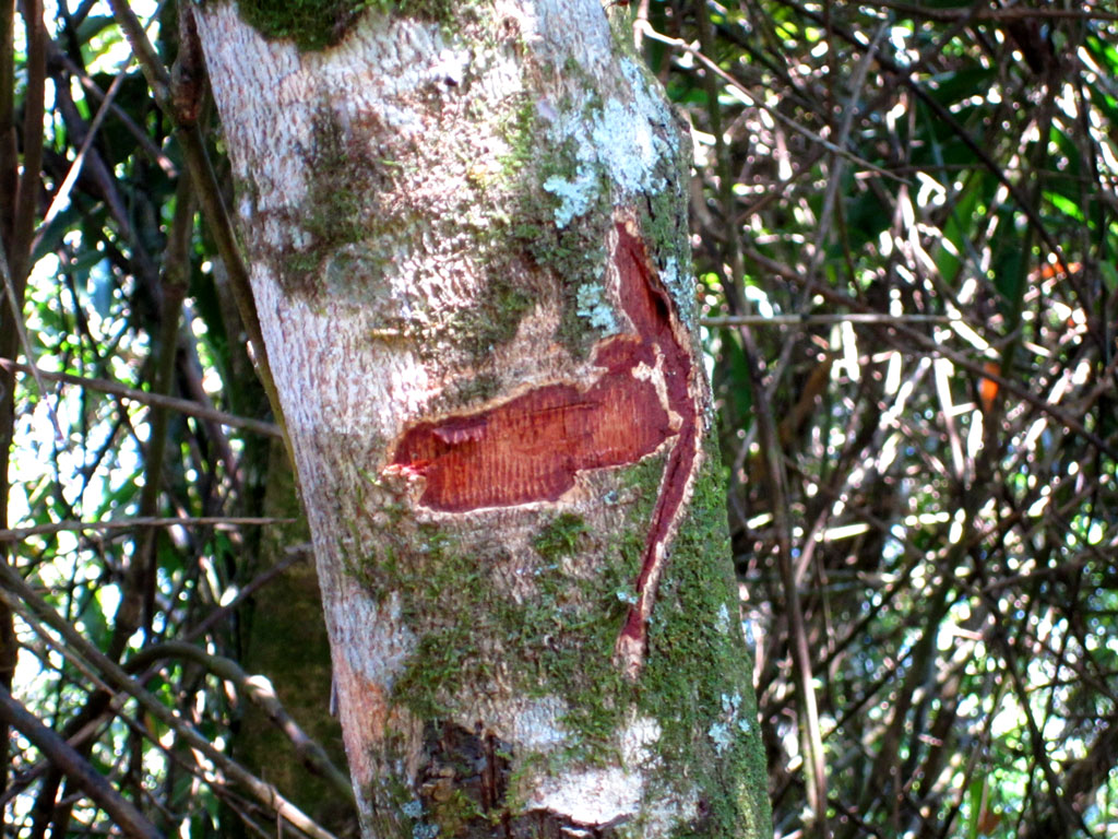 Mesmo quando a sinalização oficial acaba, ainda há marcas indicando o caminho.