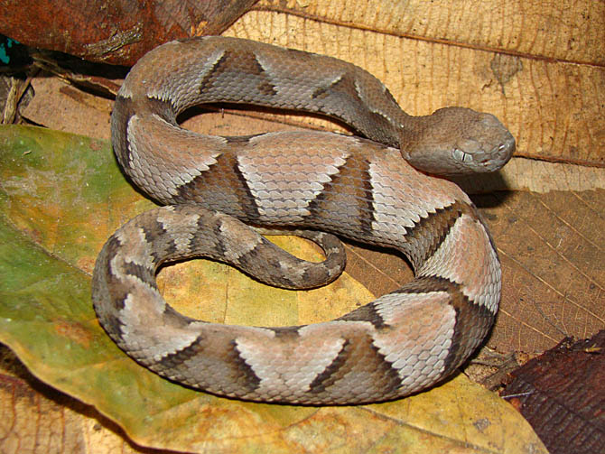 Uma jararacuçu descansa na Estação Ecológica Murici, em Alagoas. A presença da serpente é sinal que floresta está preservada. Foto: Divulgação.