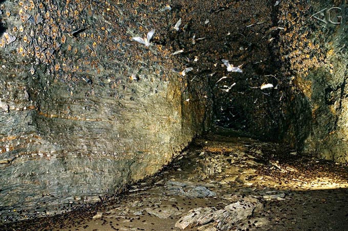 Gruta sem nome. Foi indicada para mim, por moradores locais, durante uma expedição que participei no norte do MT (não era uma expedição de espeleologia). Note a quantidade de morcegos e baratas...