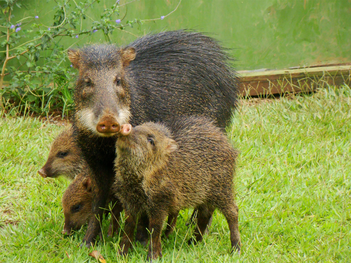 Queixada (Tayassu pecari). Classificação: Vulnerável. Foto: Ana Luzia de Souza Teixeira Cunha/Divulgação IUCN | Clique para ampliar
