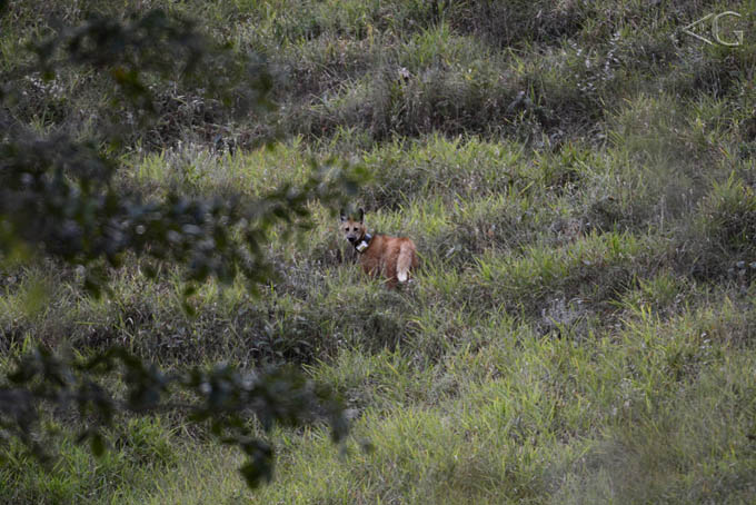 Sem condições para uma boa fotografia, consigo pelo menos um registro da loba esperta, subindo rapidamente uma encosta íngreme de braquiária.