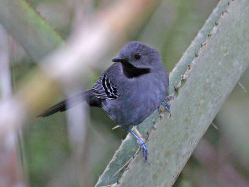 Gravatazeiro (Rhopornis ardesiacus) umas das 14 aves ameaçadas que habitam o sudeste baiano (foto: Pedro Develey)