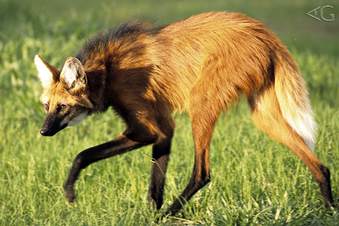A estrela desta série: o lobo-guará. Serra da Canastra, MG. Fotos: Adriano Gambarini
