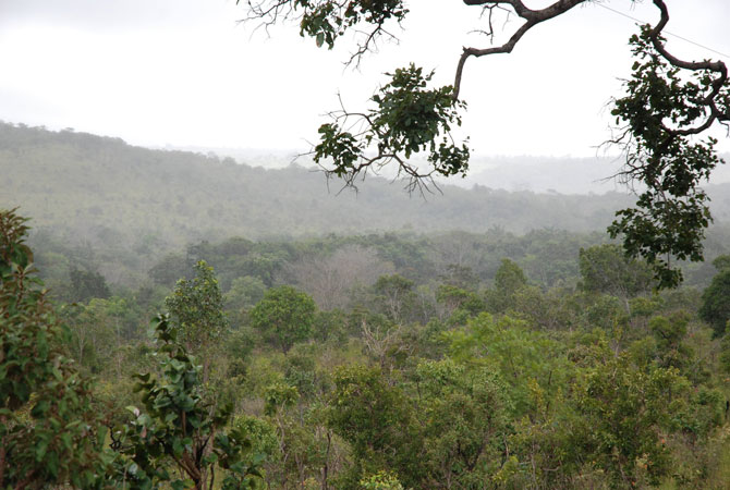 Mata nativa no Cerrado do Tocantins. Foto: Cleide Veloso Semades