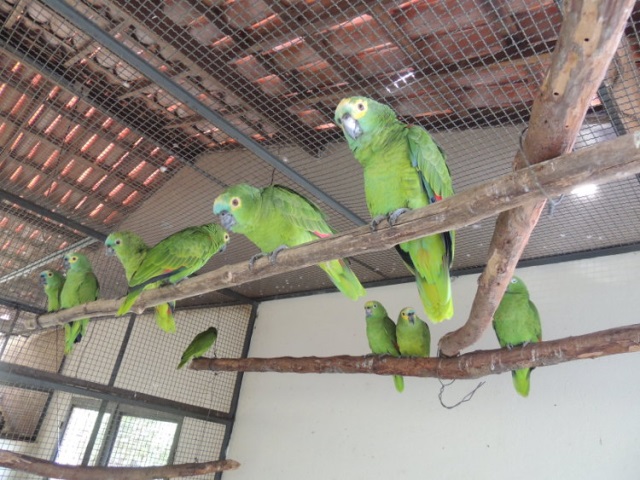 Papagaios apreendidos aguardam no Cetas de Natal. As aves foram encaminhadas para soltura em Mato Grosso. Foto: Airton De Grande/Ascom Ibama/RN.