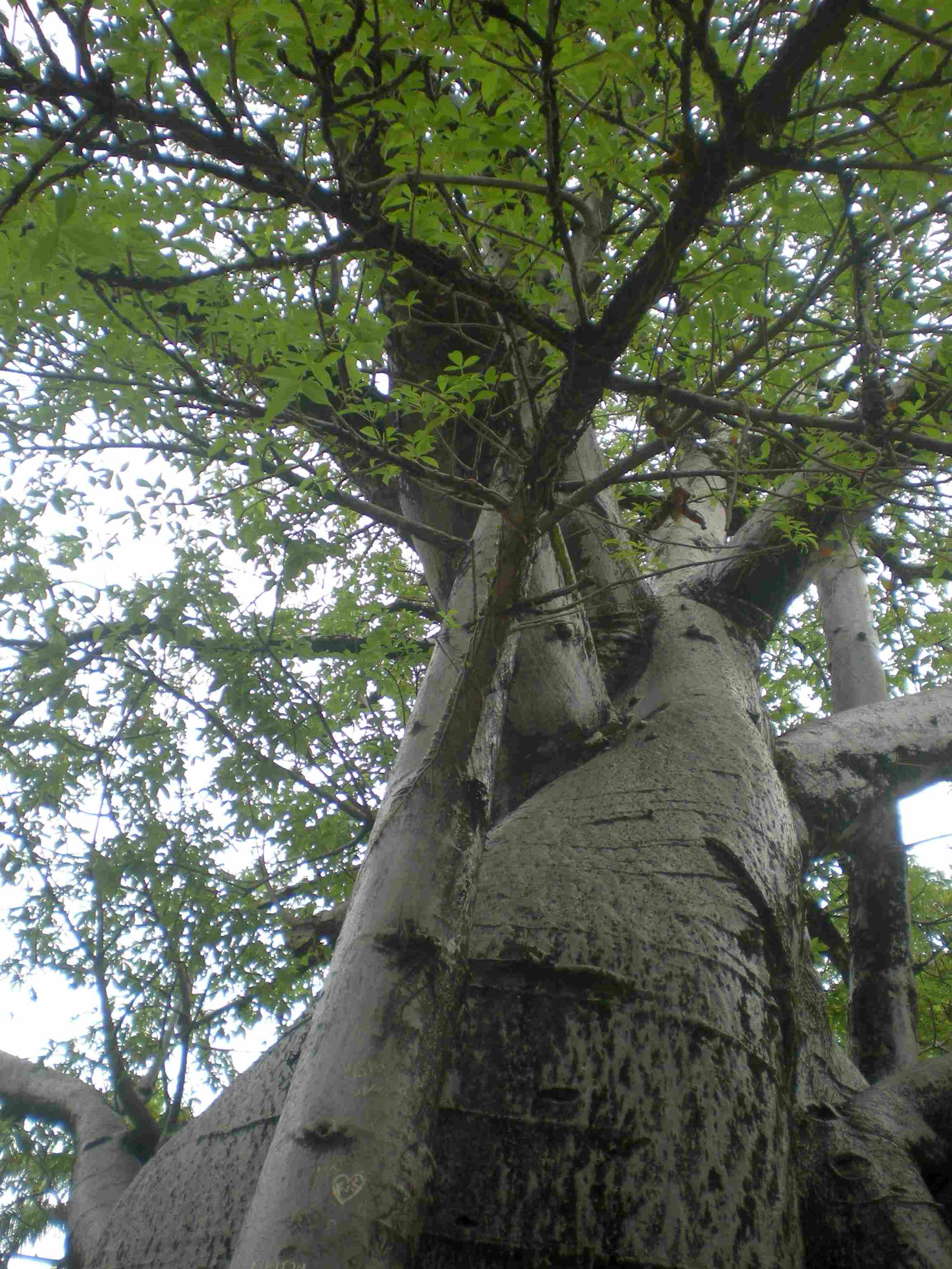 O Baobá da Praça da República, o mais amado da cidade (foto: Celso Calheiros)