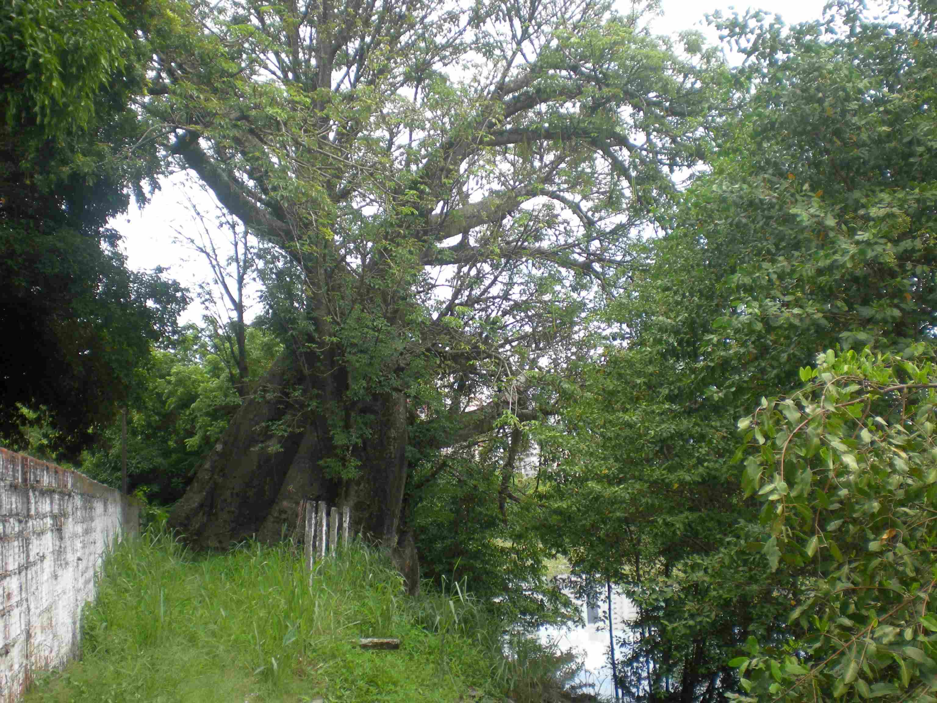 Às margens do rio Capibaribe, um forte baobá que resistiu a diversas enchentes (foto: Celso Calheiros)