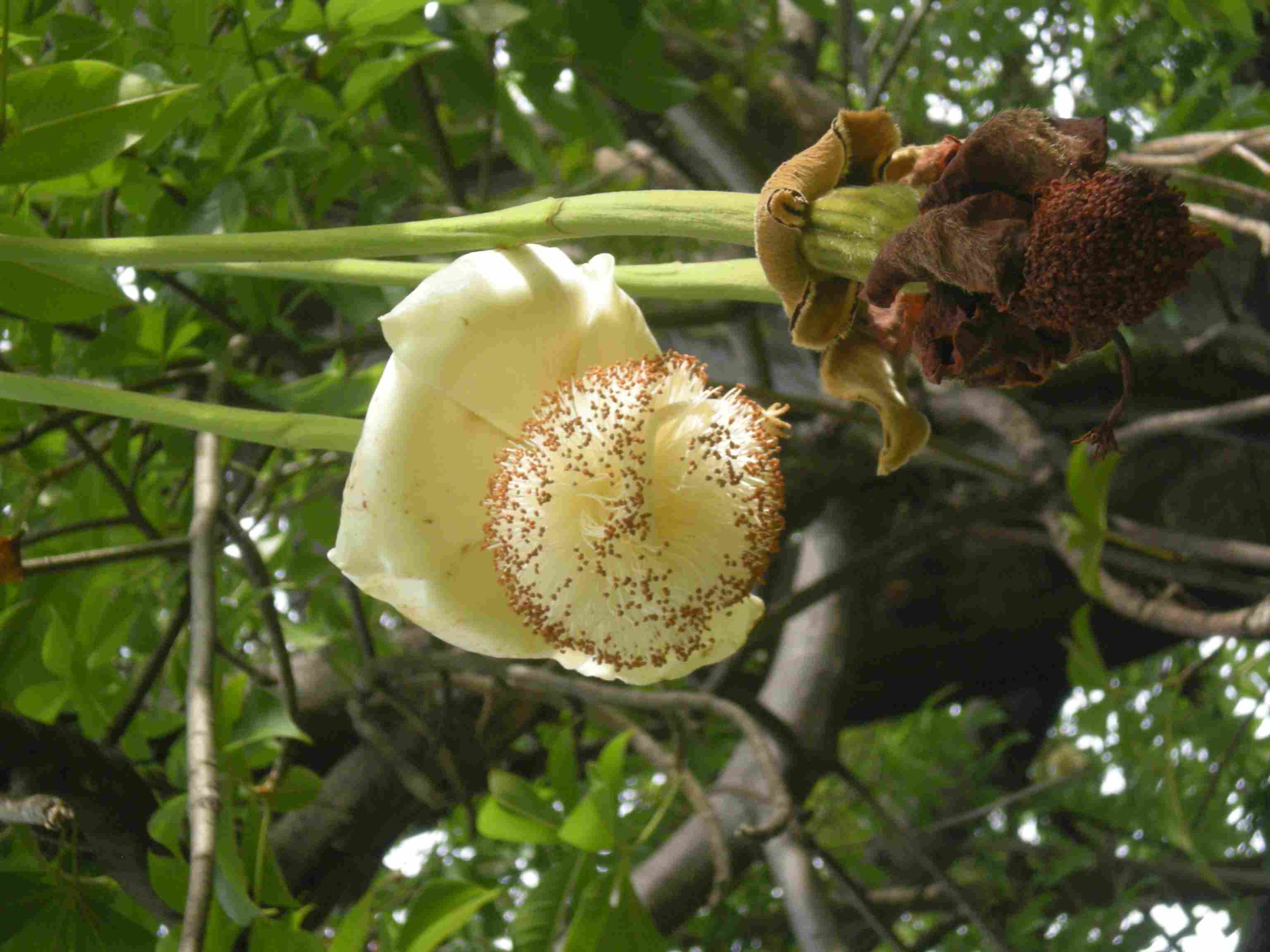 Flor de baobá na Faculdade de Direito (fotos Celso Calheiros)