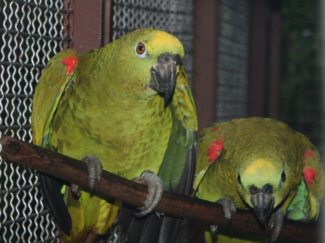 Encontrados com traficantes de animais silvestres, os papagaios verdadeiros (acima), prontos para serem reintroduzidos na natureza. Foto: Nicélio Silva/Ascom Ibama/MT