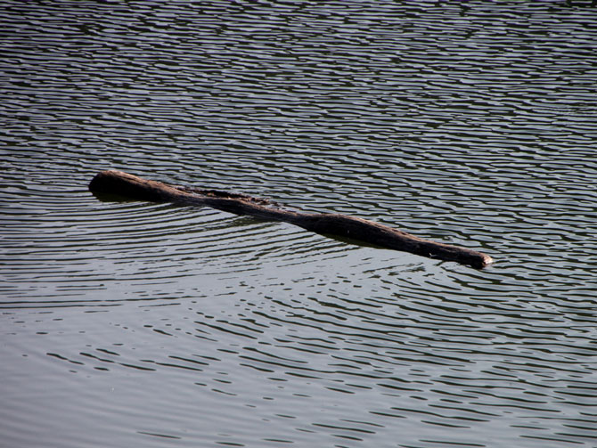 Bactérias no rio Amazonas são capazes de decompor árvores e transformar a matéria em gás carbonico. Foto: Emilian Robert Vicol