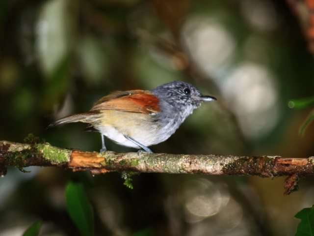 Choquinha-asa-ferrugem (Dysithamnus xanthopterus), fotografada em Monte Verde, é uma das espécies que não aparecem como ameaçadas na lista da IUCN, mas de acordo com os pesquisadores correm risco devido à fragmentação severa do habitat. Foto: Fábio Olmos.